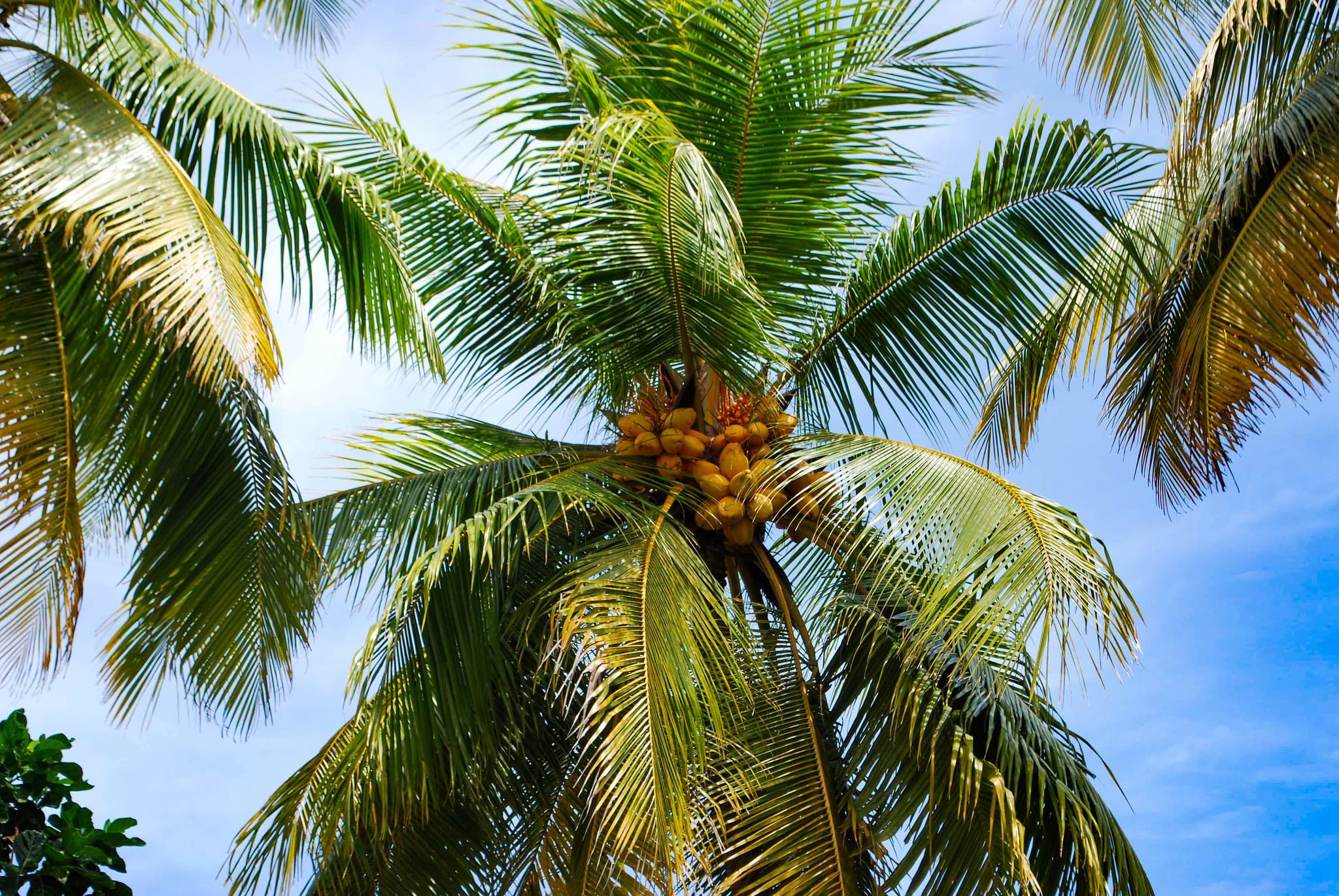 palm-fruits